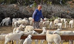 İzmir'de çobanların yüzü gülecek