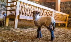 Olivelo'da Kaçeli koyunlarından ilk yavrular hayata merhaba dedi