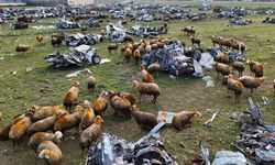 Asrın felaketinin ardındaki garip manzara: Deprem mezarlığında otlayan koyunlar