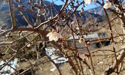 Gümüşhane'de yalancı bahar: Badem ağaçları Şubat ayında açtı