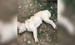 Gökçeada'da 14 köpek vahşice zehirlenerek öldürüldü!