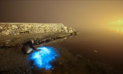 Mudanya'da Deniz ışıl ışıl parlıyor: Planktonlar geceyi aydınlatıyor!