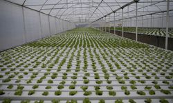 Topraksız tarım Rize'de marul üretimini başlatıyor!