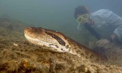 Amazon'da saklanan dev: 7,5 metrelik dev yılan keşfedildi!