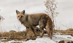 Kars'ta Tilkilerin Kış Mücadelesi: Karla Kaplı Araziyi Yiyecek Arayışı