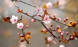 Nevruz Bayramı: Ekinoks Günüyle Birleşen İlkbaharın Coşkusu