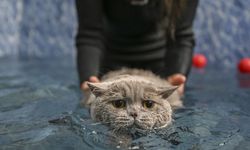 Obez kedi Şiraz, pilates ve yüzmeyle sağlıklı bir yaşama kavuşuyor