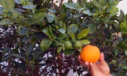 Muğla'da portakal ağacı mevsimlere meydan okuyor: İklim krizinin görünen yüzü