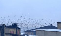 Sığırcık kuşları Yüksekova semalarında görsel şölen oluşturdu