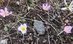 Kars'ta baharın müjdecisi geldi: Kardelenler çiçek açtı'