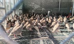 Kahramanmaraş'ta kınalı keklik üretimi depremlere rağmen devam ediyor