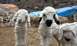 Erzincan'da süt kuzularının anneleriyle buluşma anları renkli görüntülere sahne oluyor