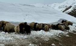 Hakkari'de kışın çetin sınavı: Çiftçiler hayvanlarını beslemek için mücadele ediyor