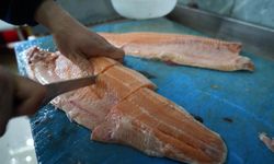 Somon balığı hem lezzetli hem de uygun fiyatlı: 1 kilosu 3 kişiyi doyuruyor