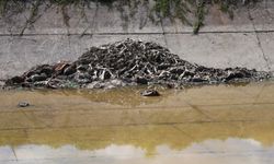 Adana'da vahşet! Sulama kanalında yüzlerce at ve eşek eti kemiği bulundu