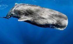 Yeni Zelanda Kralı Tuheitia: Balinalara insanlarla aynı haklar verilmeli