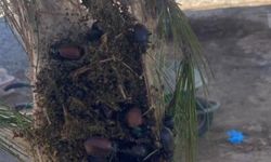 Gazipaşa'da "Terminatör" böceklerle biyolojik mücadele başlıyor