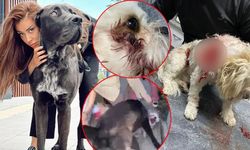 Şarkıcı ve güzellik merkezi sahibi Banu Parlak'ın köpeği komşusunun köpeğini öldürdü!