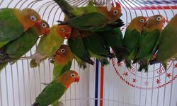 Manisa'da yasa dışı papağan ticareti operasyonu! 1 kişiye 112 bin lira ceza!