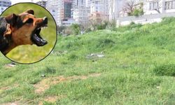 Bursa'da dehşet: Başıboş köpeklerin saldırısına uğrayan adam ameliyata alınacak