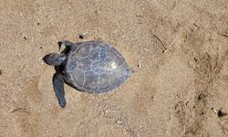 Manavgat'ta uzatma ağına takılan nadir yeşil deniz kaplumbağası ölü bulundu