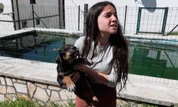 Büyük köpekler tarafından kovalanan yavru köpek, havuza düştü, vatandaşlar tarafından kurtarıldı