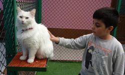 Van Kedi Villası'nda bayram sevinci: Sevimli kediler ziyaretçileri bekliyor