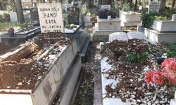 Marmaris'te yaban domuzları mezarlara saldırdı! Vatandaşlar yardım bekliyor