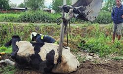 Manisa'da kahraman itfaiye ekipleri kurutma kanalına düşen ineği kurtardı!