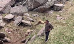 Kars'ta kurt saldırısı: 70 koyun telef oldu, çobanlar panik!