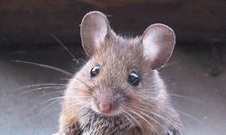 Antalya'da bir fare içine girdiği aracın kablolarını yiyerek 8 bin TL’lik zarar verdi!