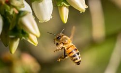 Arı ürünlerinde yeni dönem: Katkı maddesiz üretim zorunluluğu!