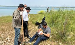 Atatürk Barajı'ndaki martılara ne oluyor? İnceleme başlatıldı|