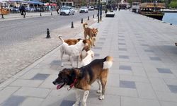 Sinop'ta sürü halinde gezen başıboş köpekler korku saçıyor!