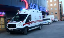 Erzincan'da ayı saldırısı: Bir kişi yaralandı!