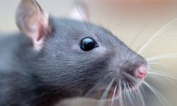 Deneyler için kullanılan fareler de kendi deneylerini yürütüyormuş!