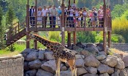 Hayvanları doğal ortamlarında ziyaret edin: İzmir Doğal Yaşam Parkı