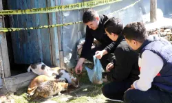 Kastamonu'da yaşlı adamın evinde baygın bulunması 36 kedisini sahipsiz bıraktı!