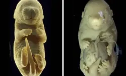 Bilim Enstitüsü'nden şaşırtıcı keşif: Cinsel organı olmayan 6 ayaklı fare üretildi