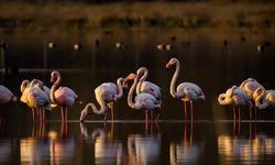 Niğde'nin doğal güzelliği: Flamingolar Akkaya Barajı'nda renk cümbüşü yarattı