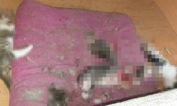 Ankara'da vahşet: 6 yavru kedi kafaları ve patileri kesilerek öldürüldü!