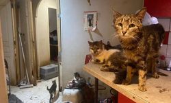 Bir evde 160 kedi besleyen Fransız çiftin evcil hayvan beslemesi yasaklandı