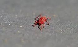 Kırmızı örümcek istilası İzmirli vatandaşları tedirgin etti