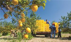 Avrupa Birliği Gıda Güvenliği, Türkiye'den gelen limonları Bulgaristan sınırından geri gönderdi
