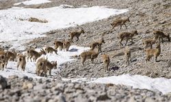 Tunceli'de Munzur Dağları'nda doğa canlandı: Karlar eridi, bozayılar uyandı, yaban keçileri görüntülendi!