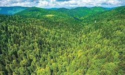 Orman Bölge Müdürlüğü duyurdu| Ormanlık alanlara giriş yasağı