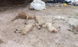 Kırşehir'de kurt saldırısı| 30 koyun ve kuzu telef oldu