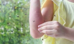 Sivrisineklerden hemen kurtulun!  İşte sivrisinek ve keneden tamamen kurtulmanın en kolay ve etkili yolu!
