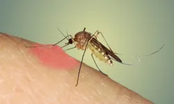 Yaz aylarının kabusu sivrisineklerden nasıl korunulur? Bunun için doğal yollar var mı? İşte detaylar!