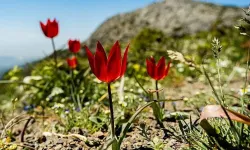 Koparmaya dikkat! Spil Dağı'ndaki Manisa lalesi cebinizi yakabilir cezası 387 bin lira